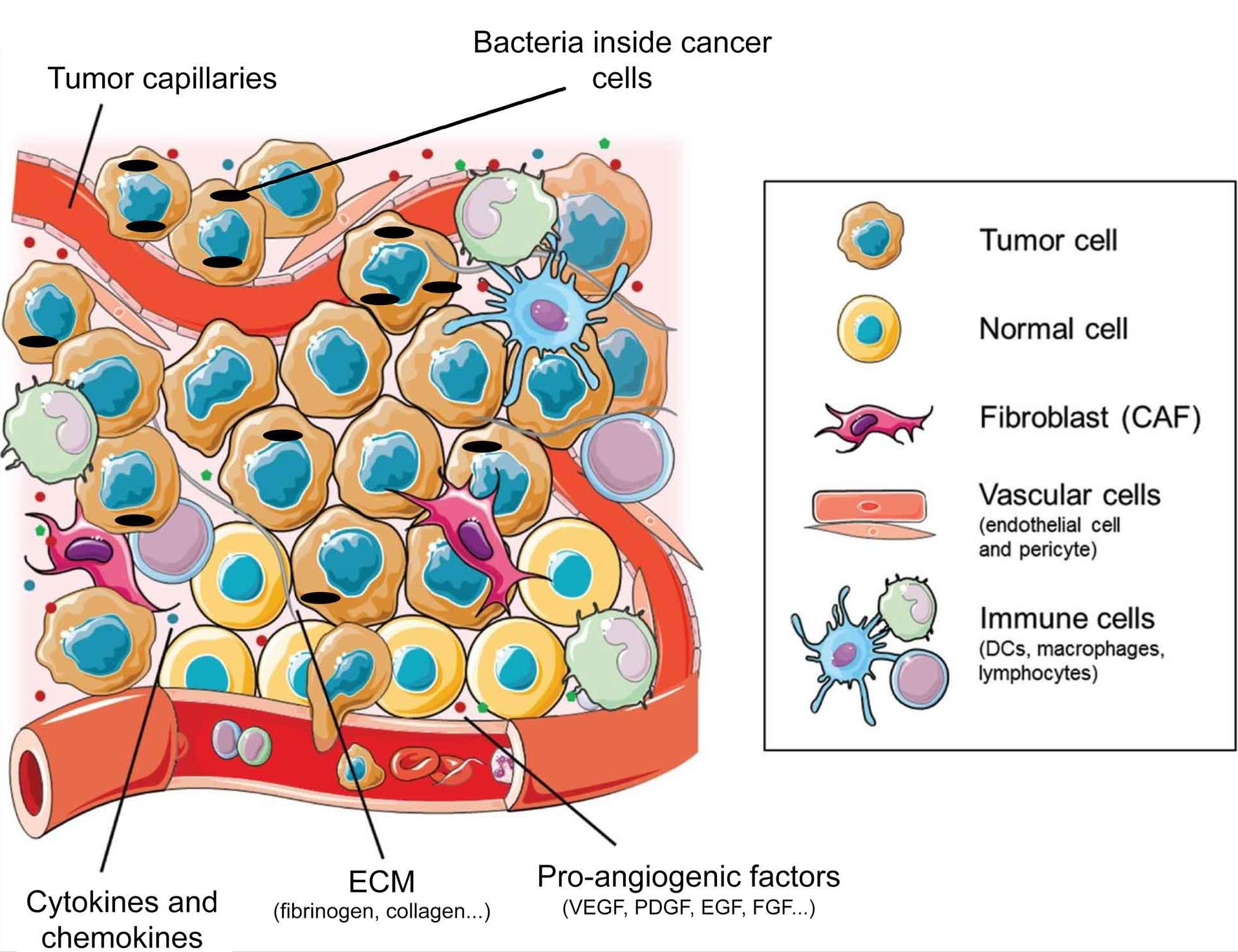 T Cell lymphocyte with receptors for cancer cell immunotherapy research.