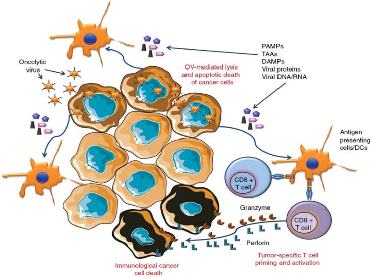Graphic image showing how immunotherapy destroys cancer cells.